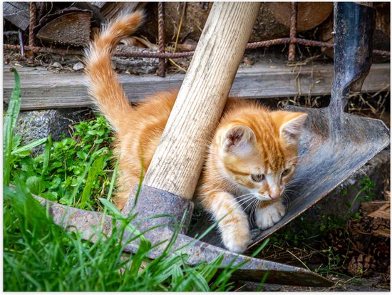 WallClassics - Poster (Matte) - Chaton dans le Jardin - 40x30 cm Photo sur Papier Poster d'aspect Mat