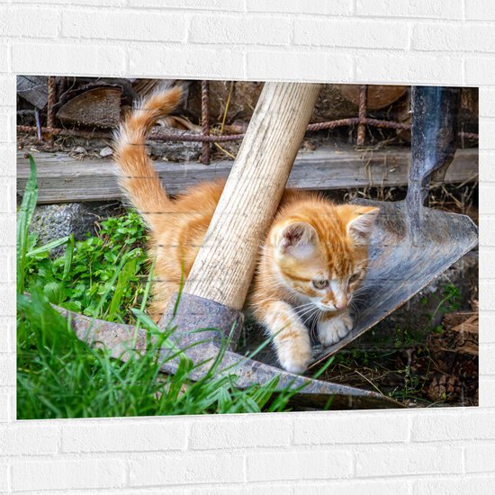 WallClassics - Muursticker - Kitten in de Tuin - 100x75 cm Foto op Muursticker