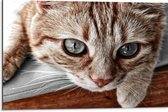 WallClassics - Dibond - Nieuwschierige Kat - 75x50 cm Foto op Aluminium (Met Ophangsysteem)