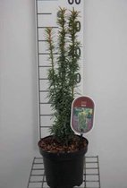 Taxus baccata 'David' - Venijnboom 25 - 30 cm in pot