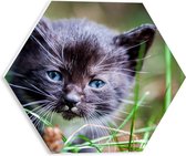 WallClassics - PVC Schuimplaat Hexagon - Zwarte Kat in Groen Gras - 30x26.1 cm Foto op Hexagon (Met Ophangsysteem)
