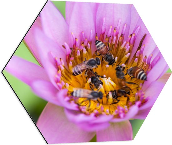 Dibond Hexagon - Close-up van Paarse Lotus Bloem - 60x52.2 cm Foto op Hexagon (Met Ophangsysteem)