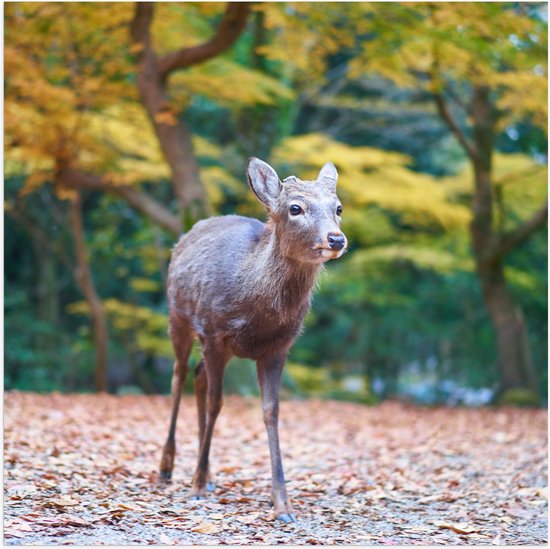 Poster (Mat) - Hertje tussen Herfstbladeren in Bos - 80x80 cm Foto op Posterpapier met een Matte look