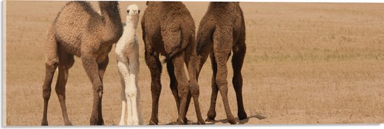 Acrylglas - Drie Kamelen met Jong in Woestijn Landschap - 60x20 cm Foto op Acrylglas (Wanddecoratie op Acrylaat)