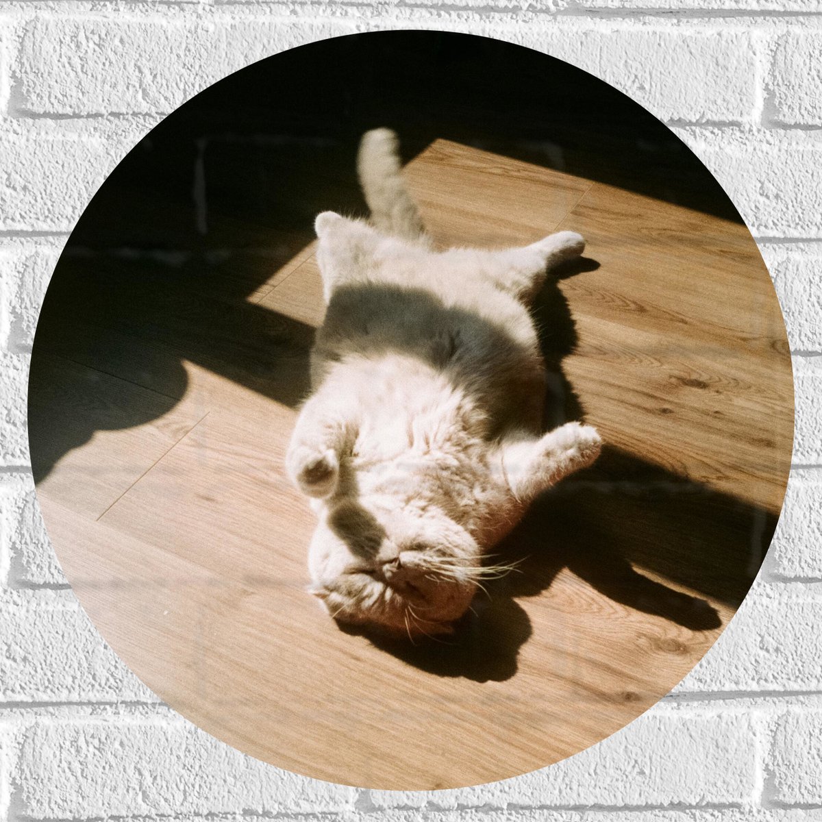 Muursticker Cirkel - Bruinkleurige Kat Liggend op Houten Vloer in het Zonnetje - 50x50 cm