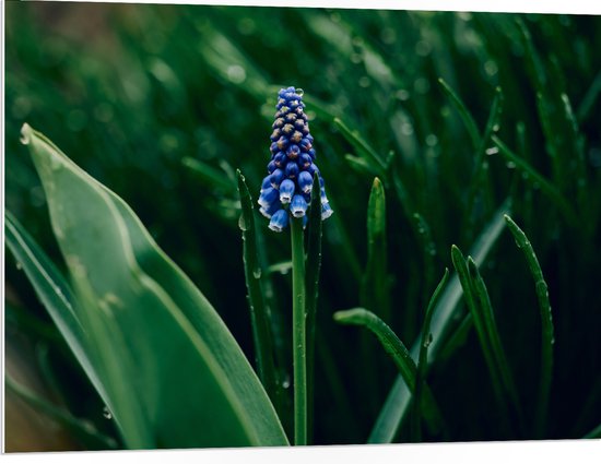 PVC Schuimplaat- Eenzame Blauwe Hyacint Bloem in Groen Veld - 100x75 cm Foto op PVC Schuimplaat