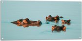 Tuinposter – Groep Nijlpaarden Drijvend in Water - 100x50 cm Foto op Tuinposter (wanddecoratie voor buiten en binnen)