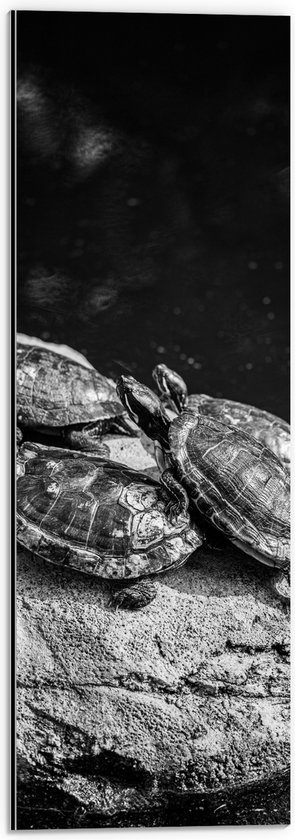 Dibond - Groep Kleine Schildpadden op Rots in het Water (Zwart- wit) - 20x60 cm Foto op Aluminium (Met Ophangsysteem)