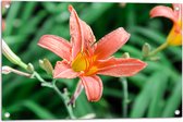 Tuinposter – Bloemenveld van Oranje Lelies - 75x50 cm Foto op Tuinposter (wanddecoratie voor buiten en binnen)