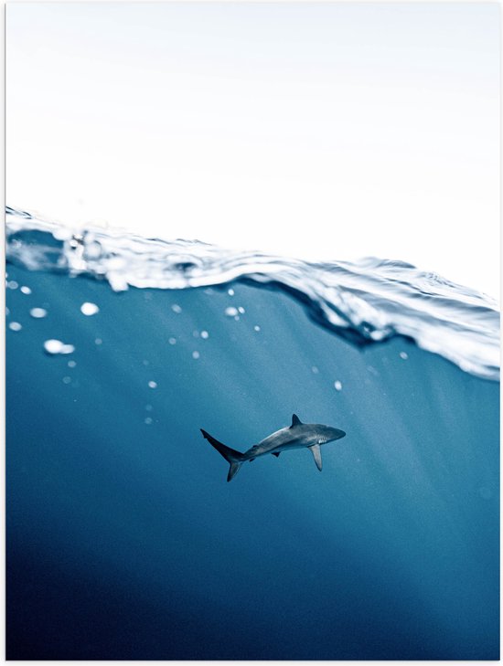 Poster Glanzend – Haai zwemmend bij het Wateroppervlak - 60x80 cm Foto op Posterpapier met Glanzende Afwerking
