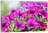 Tuinposter – Groep Roze Petunia Bloemen - 120x80 cm Foto op Tuinposter (wanddecoratie voor buiten en binnen)