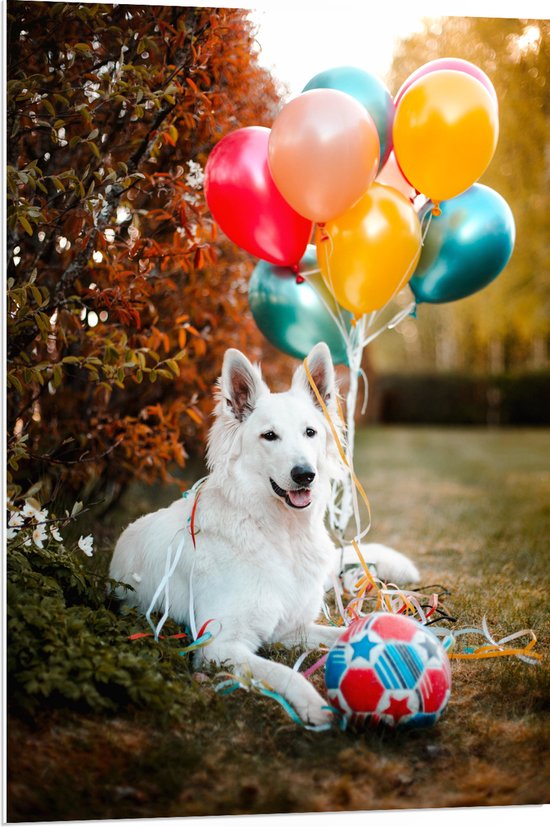 WallClassics - PVC Schuimplaat - Liggende Hond met Bal en Ballonnen - 70x105 cm Foto op PVC Schuimplaat (Met Ophangsysteem)