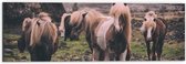 WallClassics - Dibond - Kudde Friese Paarden - 60x20 cm Foto op Aluminium (Wanddecoratie van metaal)