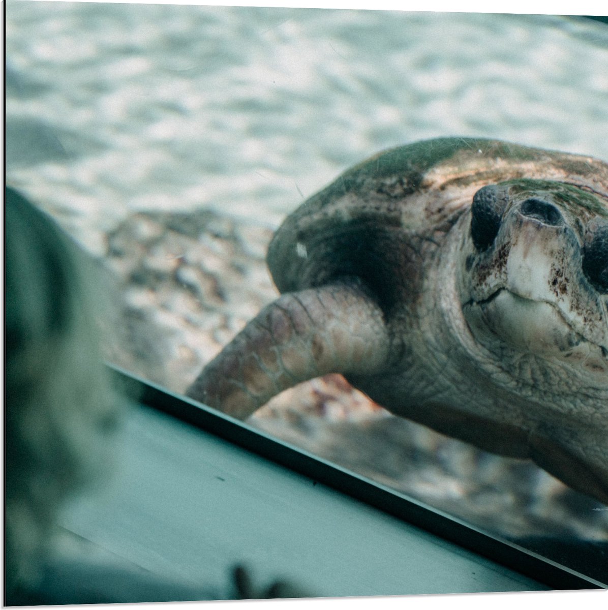 Dibond - Grote Schildpad achter Glas in Aquarium - 80x80 cm Foto op Aluminium (Met Ophangsysteem)