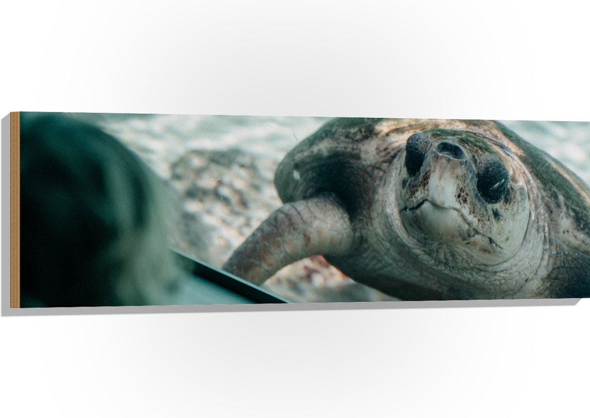 Hout - Grote Schildpad achter Glas in Aquarium - 120x40 cm - 9 mm dik - Foto op Hout (Met Ophangsysteem)