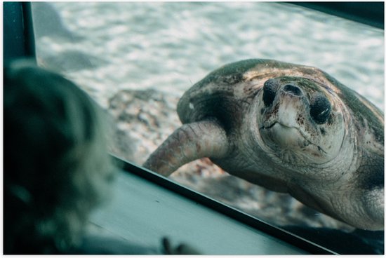 WallClassics - Poster (Mat) - Grote Schildpad achter Glas in Aquarium - 120x80 cm Foto op Posterpapier met een Matte look