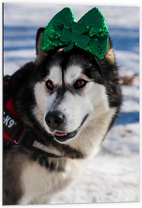 WallClassics - Dibond - Hond met Strik op Haarband in de Sneeuw - Siberische Husky - 60x90 cm Foto op Aluminium (Wanddecoratie van metaal)