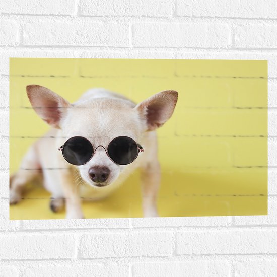 Muursticker - Coole Chihuahua Hond met Zonnebril op Gele Achtergrond - 60x40 cm Foto op Muursticker