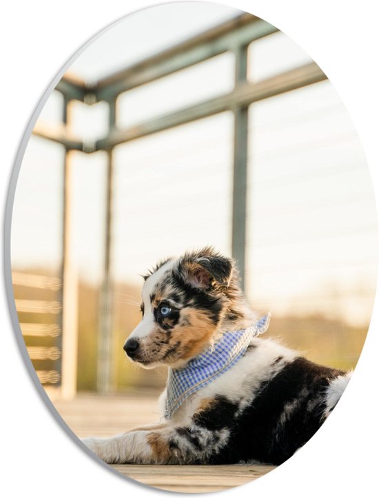 WallClassics - PVC Schuimplaat Ovaal - Puppy met fel Blauwe Ogen - Australische Herder - 21x28 cm Foto op Ovaal (Met Ophangsysteem)