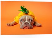 WallClassics - PVC Schuimplaat - Hond met Ananas Pak bij een Oranje Achtergrond - 75x50 cm Foto op PVC Schuimplaat (Met Ophangsysteem)