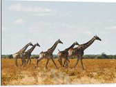 Dibond - Kudde Rennende Giraffen door Afrikaans Landschap - 80x60 cm Foto op Aluminium (Met Ophangsysteem)