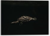 WallClassics - Acrylglas - Schildpad zwemmend in Zwart Water - 40x30 cm Foto op Acrylglas (Wanddecoratie op Acrylaat)