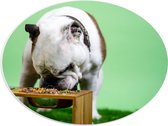 WallClassics - PVC Schuimplaat Ovaal - Hondje aan het Eten voor Groene Achtergrond - Buldog - 40x30 cm Foto op Ovaal (Met Ophangsysteem)