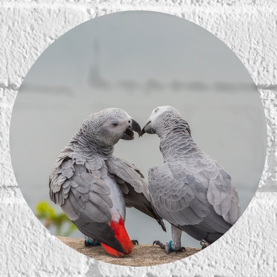 Muursticker Cirkel - Liefdevol Grijs Vogelpaar met Rode Staarten - 20x20 cm Foto op Muursticker