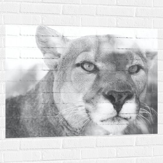 WallClassics - Muursticker - Kop van Leeuw in het Zwart-wit - 100x75 cm Foto op Muursticker