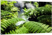 Tuinposter – Groene Bladeren bij Water in Regenwoud - 150x100 cm Foto op Tuinposter (wanddecoratie voor buiten en binnen)