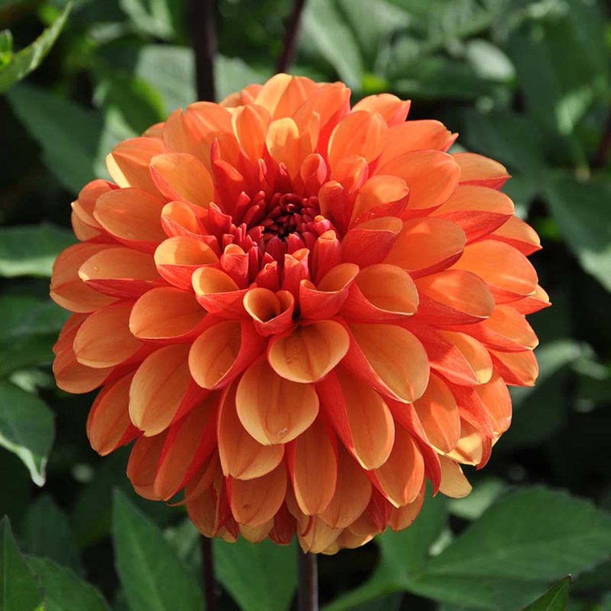 Dahlia American Sunset | 6 stuks | Decoratieve Dahlia | Knol | Oranje | Dahlia Knollen van Top Kwaliteit | 100% Bloeigarantie | QFB Gardening