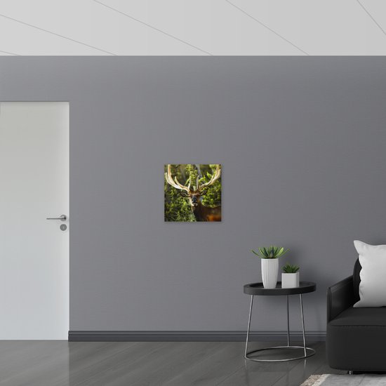 Dibond - Hert met Groot Gewei in het Bos - 50x50 cm Foto op Aluminium (Met Ophangsysteem)