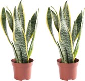 WL plants - 2x Kamerplant Sansevieria Laurentii – Vrouwentong - ± 40cm hoog – 12 cm diameter - in kweekpot