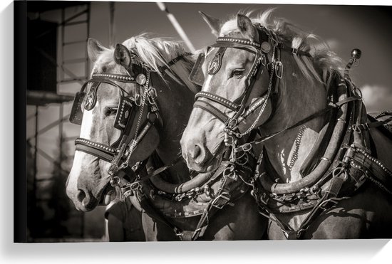 WallClassics - Canvas - Prachtig Luxe Paarden in Zwart Wit - 60x40 cm Foto op Canvas Schilderij (Wanddecoratie op Canvas)