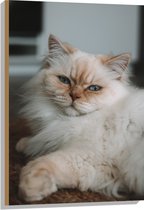 WallClassics - Bois - Chat brun couché aux yeux bleus - Chat Himalaya - 60x90 cm - 9 mm d'épaisseur - Photo sur bois (avec système de suspension)