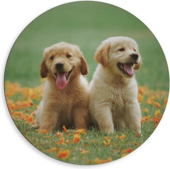 Dibond Muurcirkel - Blije Puppy's in Oranje Bloemenveld - 80x80 cm Foto op Aluminium Muurcirkel (met ophangsysteem)