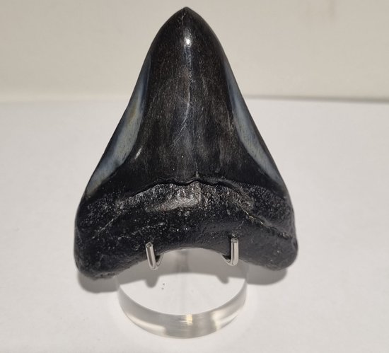 'Zwarte' Megalodon tand Gepolijst - 6,1 cm (33 gram) | VS | Collectors item | Gevonden in Florida, USA | Perfect als cadeau voor de liefhebber of...