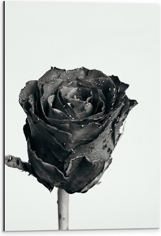 Dibond - Druppels op Roos (Zwart-wit) - 40x60 cm Foto op Aluminium (Wanddecoratie van metaal)