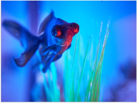 WallClassics - Affiche brillante – Poissons nageant dans l' Water – Photo 100 x 75 cm sur papier poster brillant