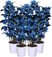 Orchideeën van Botanicly – 4 × Blauwe orchidee – Hoogte: 50 cm, 1 tak – Dendrobium Nobile Royal Blue