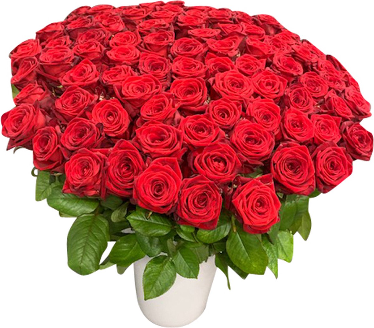 100 rode rozen (70 cm) in vaas