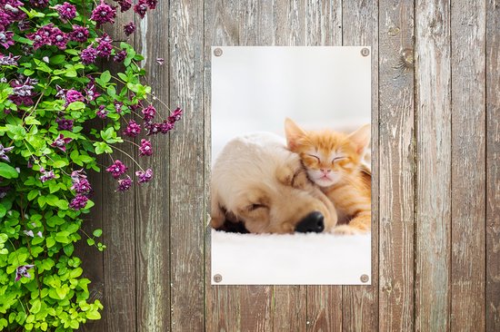 Décoration de jardin Animaux - Chien - Chaton - Rouge - 40x60 cm - Poster de jardin