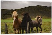 WallClassics - Tuinposter – Drietal Paarden in Verschillende Kleuren - 120x80 cm Foto op Tuinposter (wanddecoratie voor buiten en binnen)