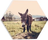 WallClassics - PVC Schuimplaat Hexagon - Ezel in Groen Grasveld - 30x26.1 cm Foto op Hexagon (Met Ophangsysteem)