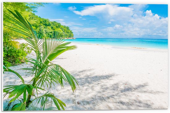 PVC Schuimplaat- Palmbladeren Hangend boven Wit Strand bij Helderblauwe Zee - 60x40 cm Foto op PVC Schuimplaat