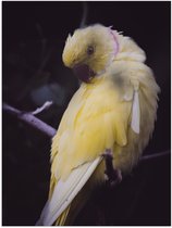 WallClassics - Poster Glanzend – Gele Papegaai op Tak - 60x80 cm Foto op Posterpapier met Glanzende Afwerking