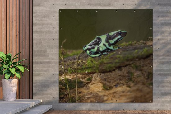 Groene pijlgifkikker met zwarte patronen op een vochtig, mosbegroeid stuk hout.