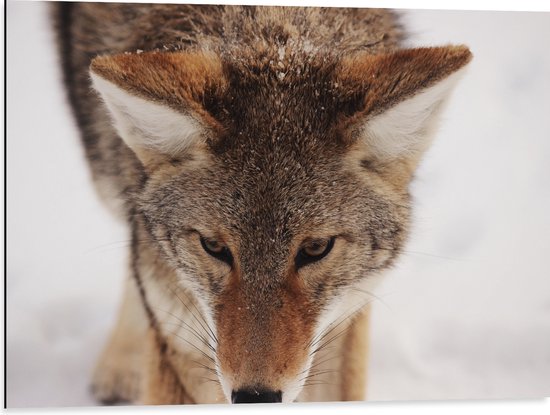 WallClassics - Dibond - Coyote Wolf in de Sneeuw van Dichtbij - 80x60 cm Foto op Aluminium (Met Ophangsysteem)