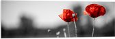 Acrylglas - Rode Bloemen op Zwart-witte Achtergrond - 120x40 cm Foto op Acrylglas (Wanddecoratie op Acrylaat)