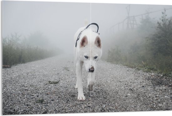 WallClassics - Acrylglas - Eenzame Witte Hond Lopend over een Pad - 120x80 cm Foto op Acrylglas (Met Ophangsysteem)